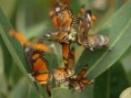/album/photogallery/massing-numbers-of-butterflies-on-migration-tanji-beach-nov-08-jpg/